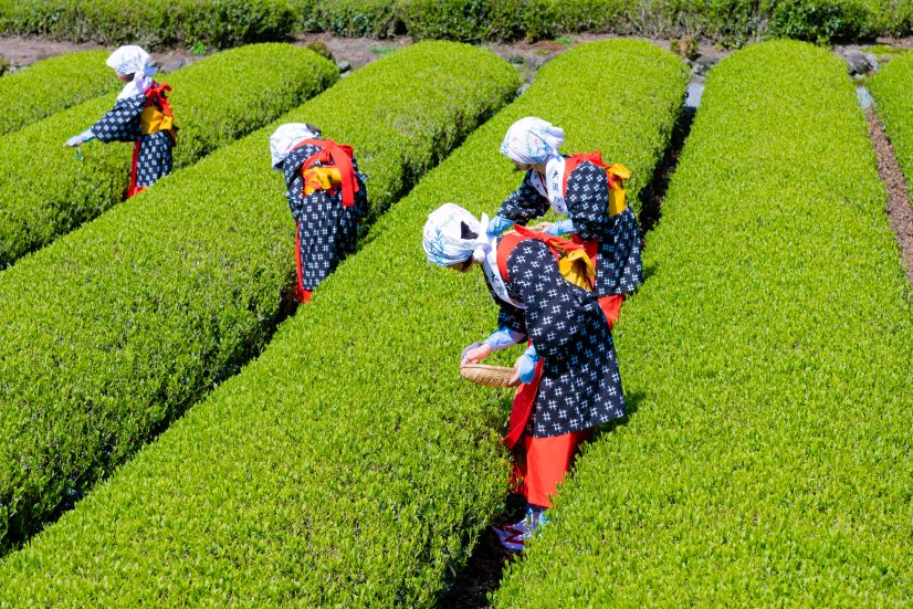 八十八夜とは?新茶が美味しい季節の秘密