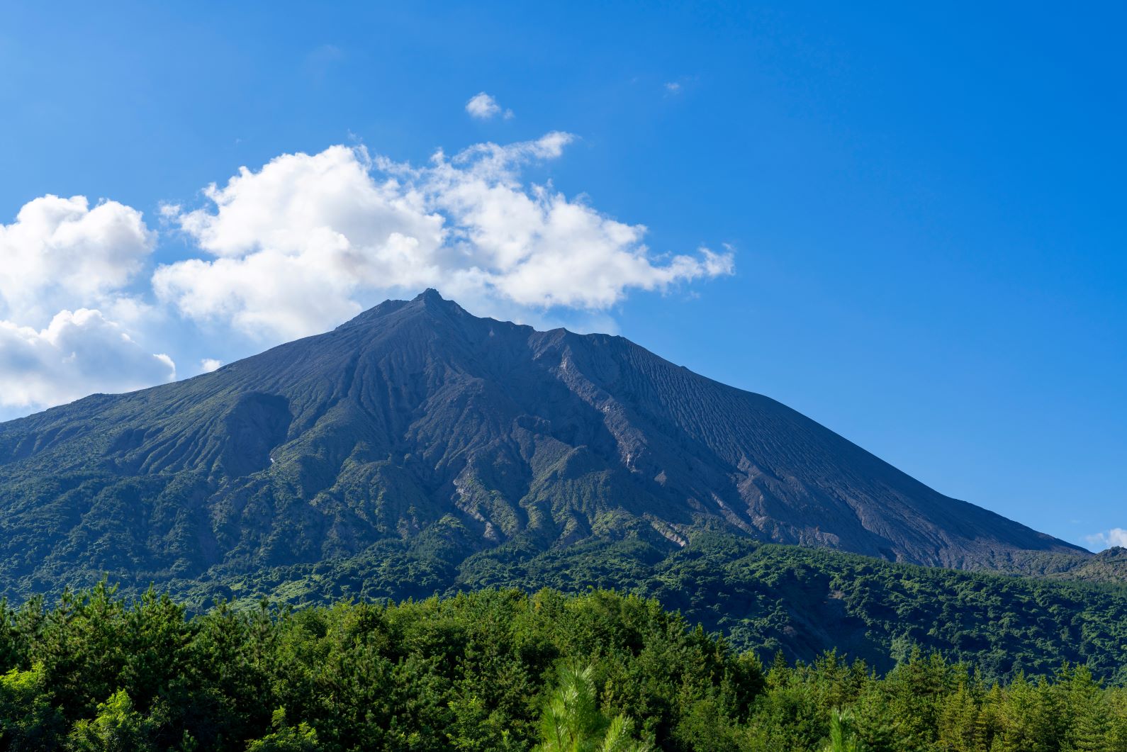 太陽の恵みを受けて育つ!鹿児島茶の魅力