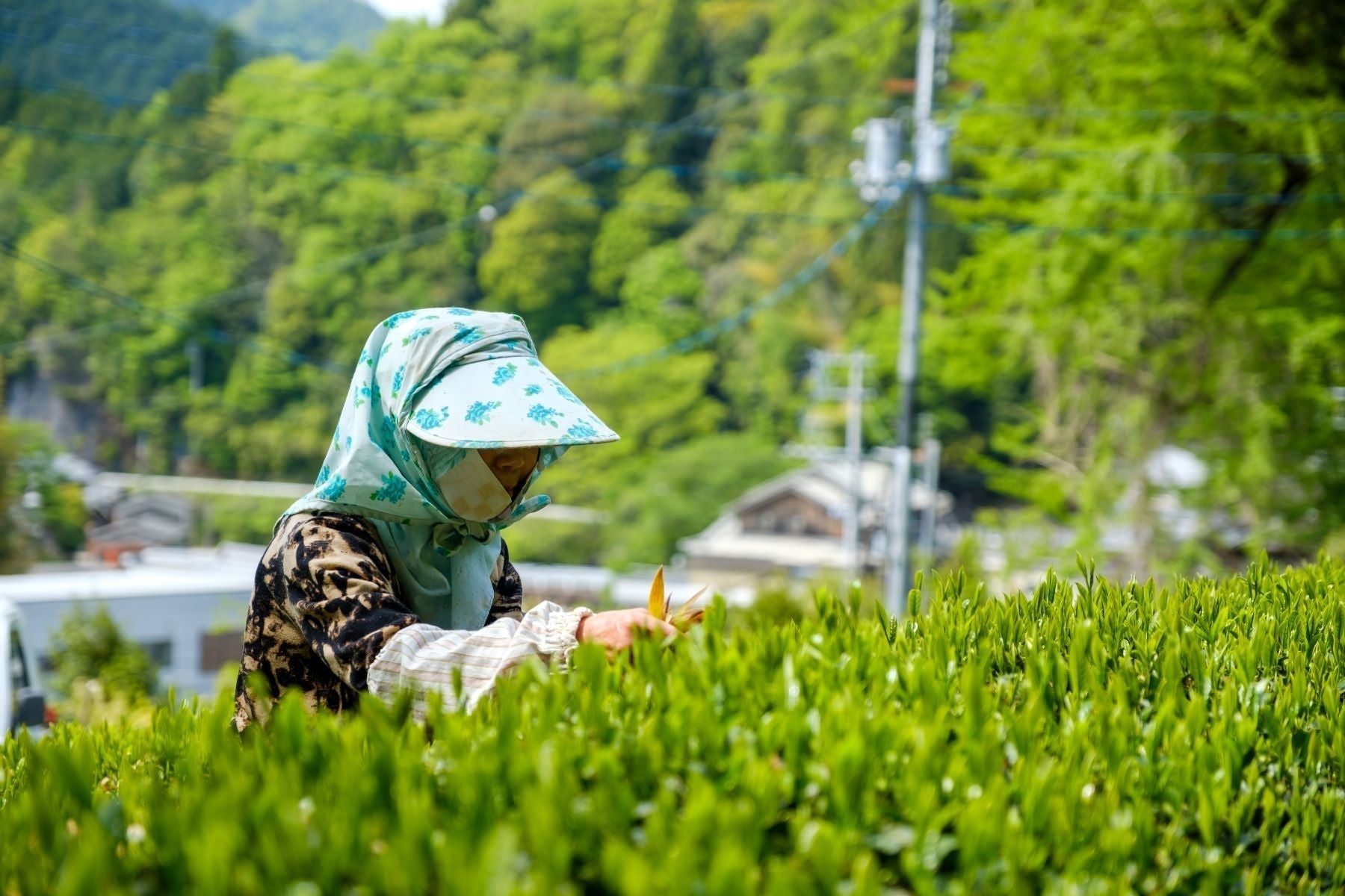 八十八夜とは?新茶の時期や由来、飲むと縁起が良い理由を解説