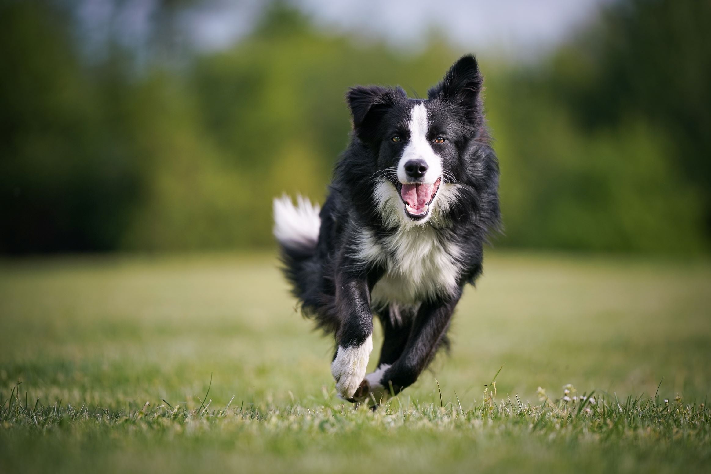 犬に海苔を与えても大丈夫?海苔の健康効果や与える際の適量、注意点などを徹底解説