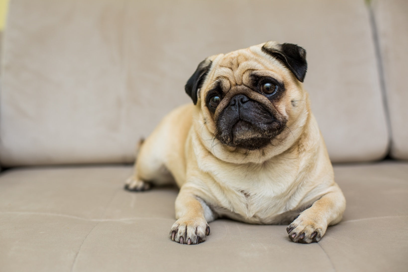 犬に緑茶はNG|飲んでしまった時の症状と危険な量、特に気を付けたい緑茶の種類を解説