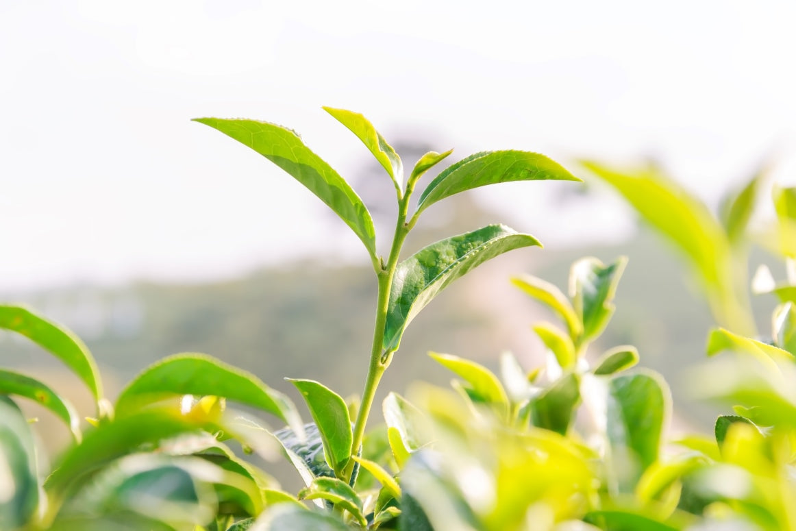 すさまじいお茶の殺菌力!食中毒菌も撃退!健康に役立つお茶の秘密