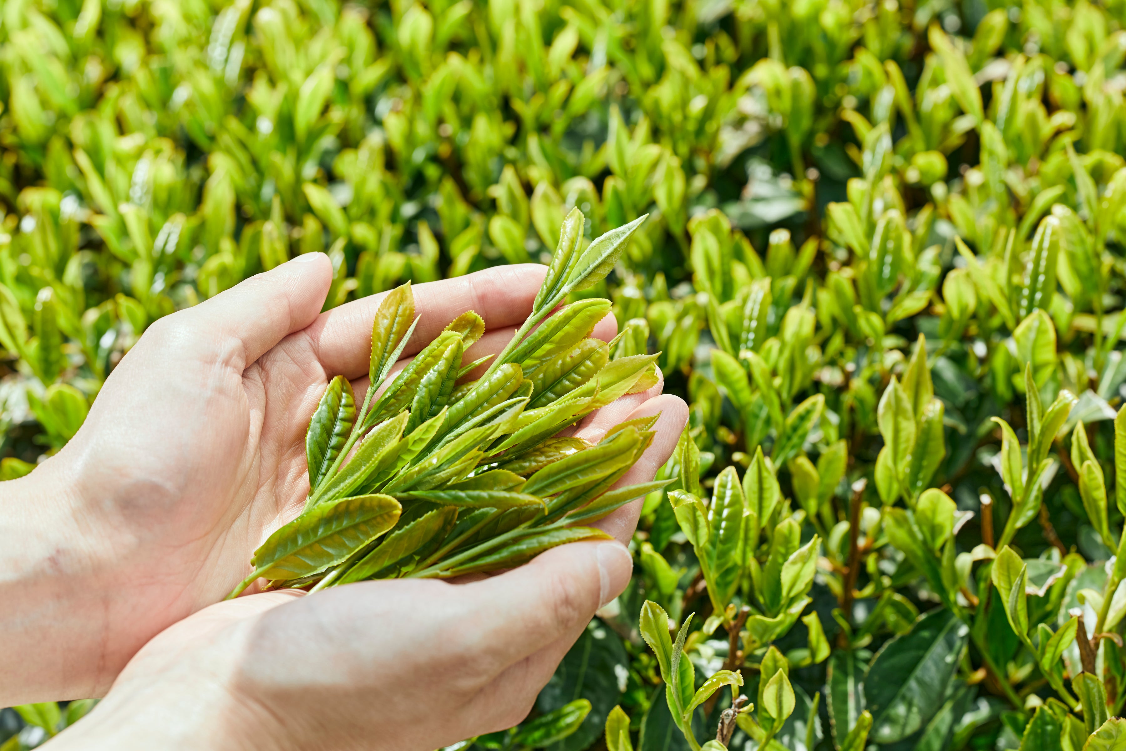 お茶の品質は摘み取り時期と摘む部分で決まる？味の違いを解説