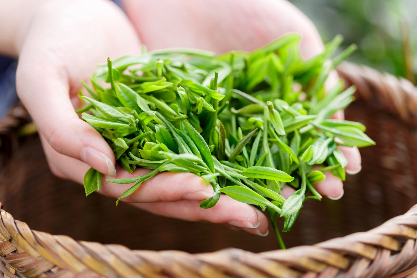 緑茶のカフェイン量はどのくらい？1日何杯までOK？