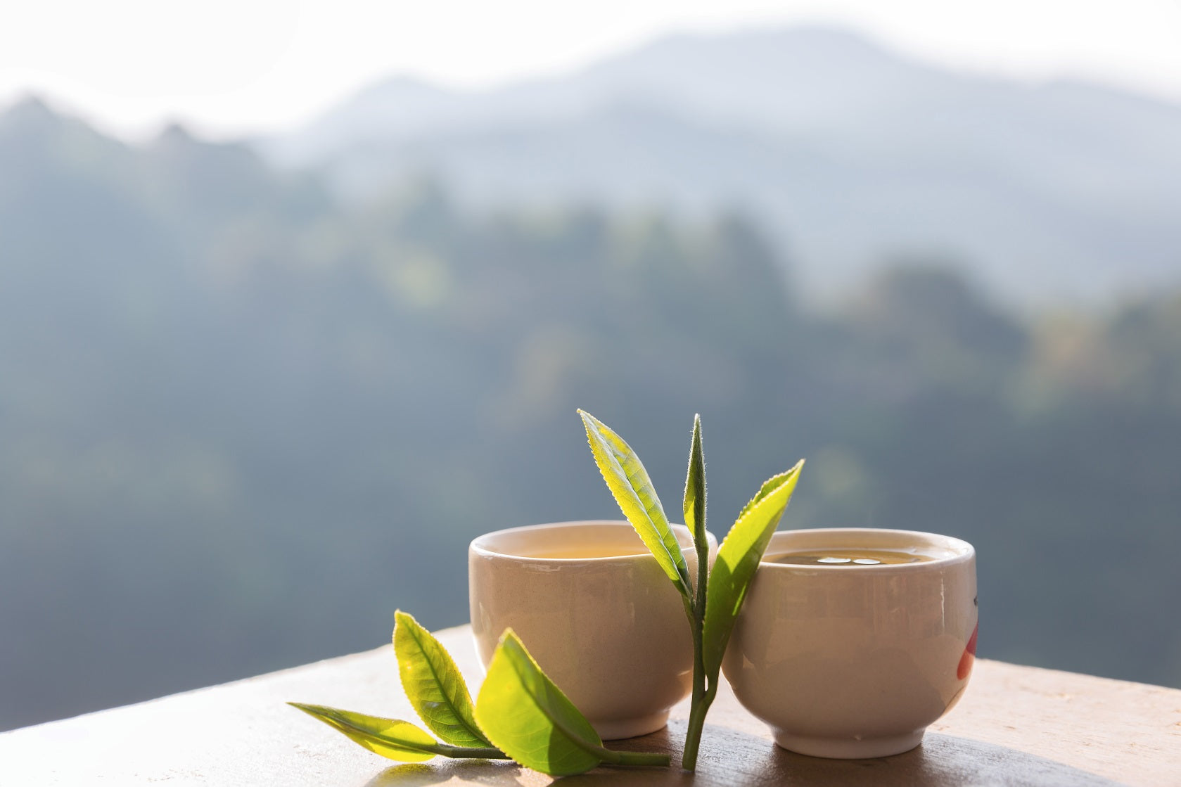 お茶の表面に浮いているほこり｜実は…美味しいお茶の証拠！