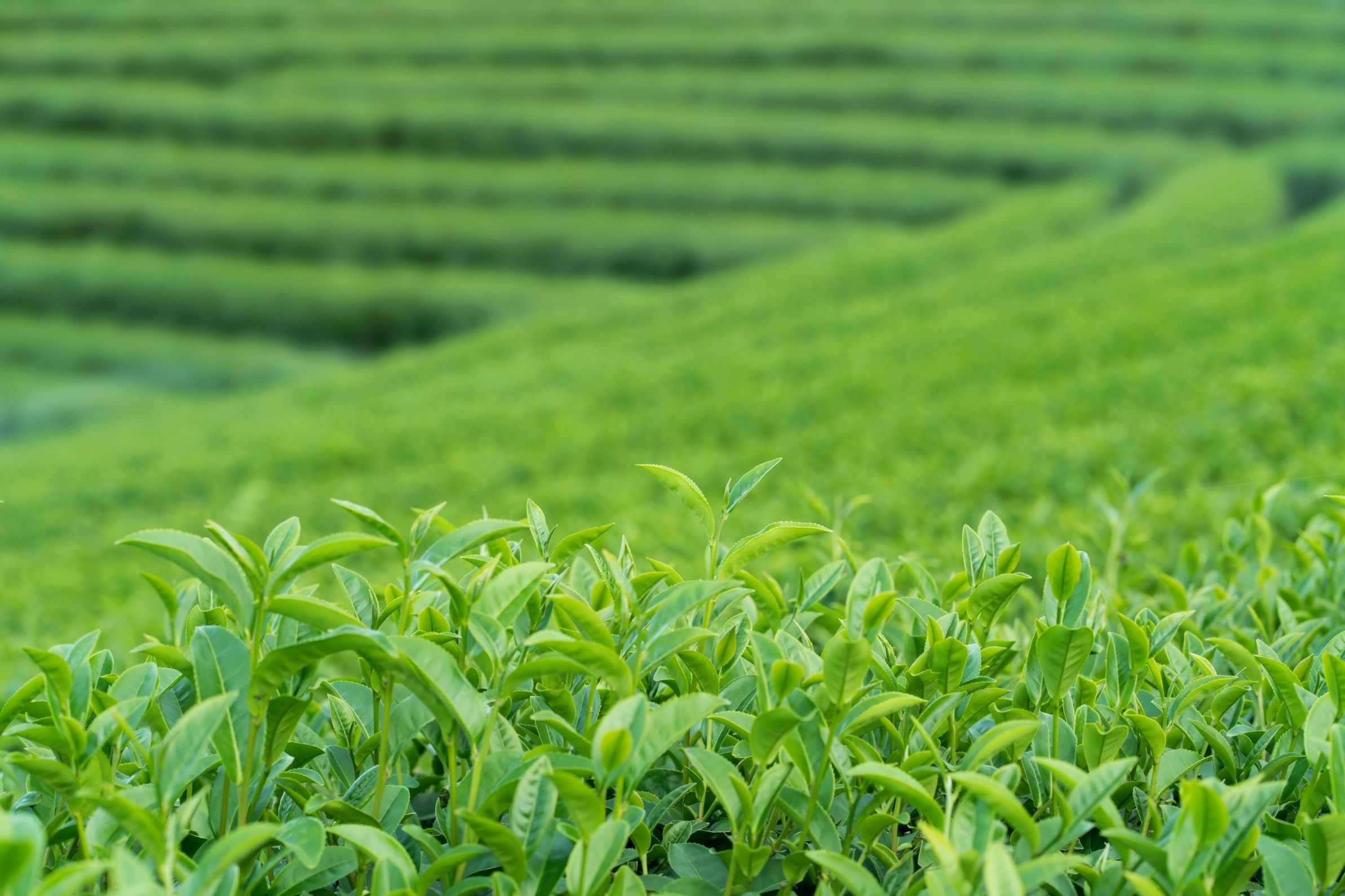 おいしいお茶の秘密！チャノキの理想的な生育環境