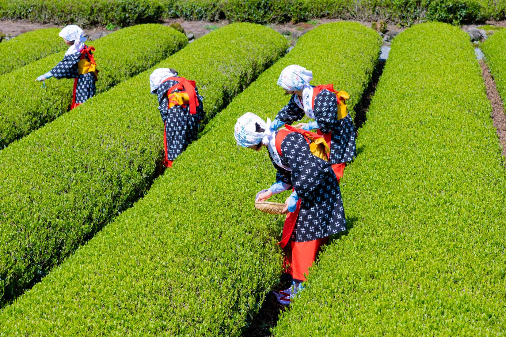 茶葉の品質を決めるのは摘採時期？美味しいお茶の秘密