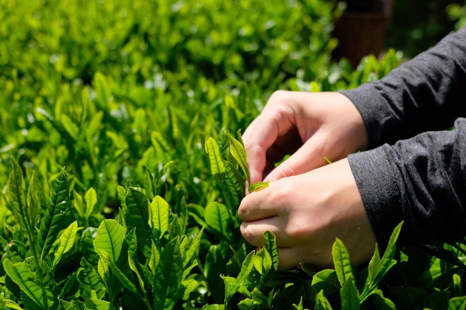 400年以上の歴史を誇る静岡の銘茶「川根茶」