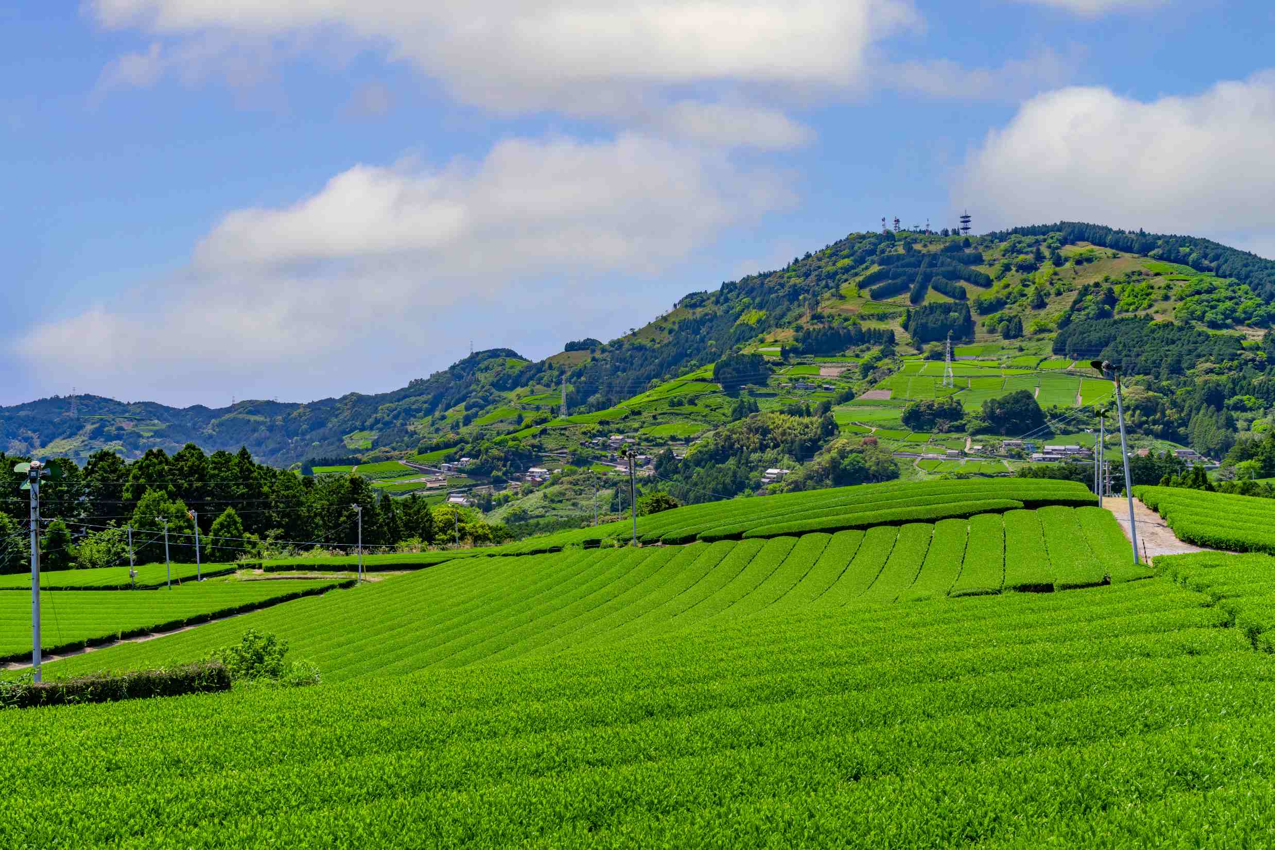 お茶好き必見！掛川茶の濃厚で奥深い味わい