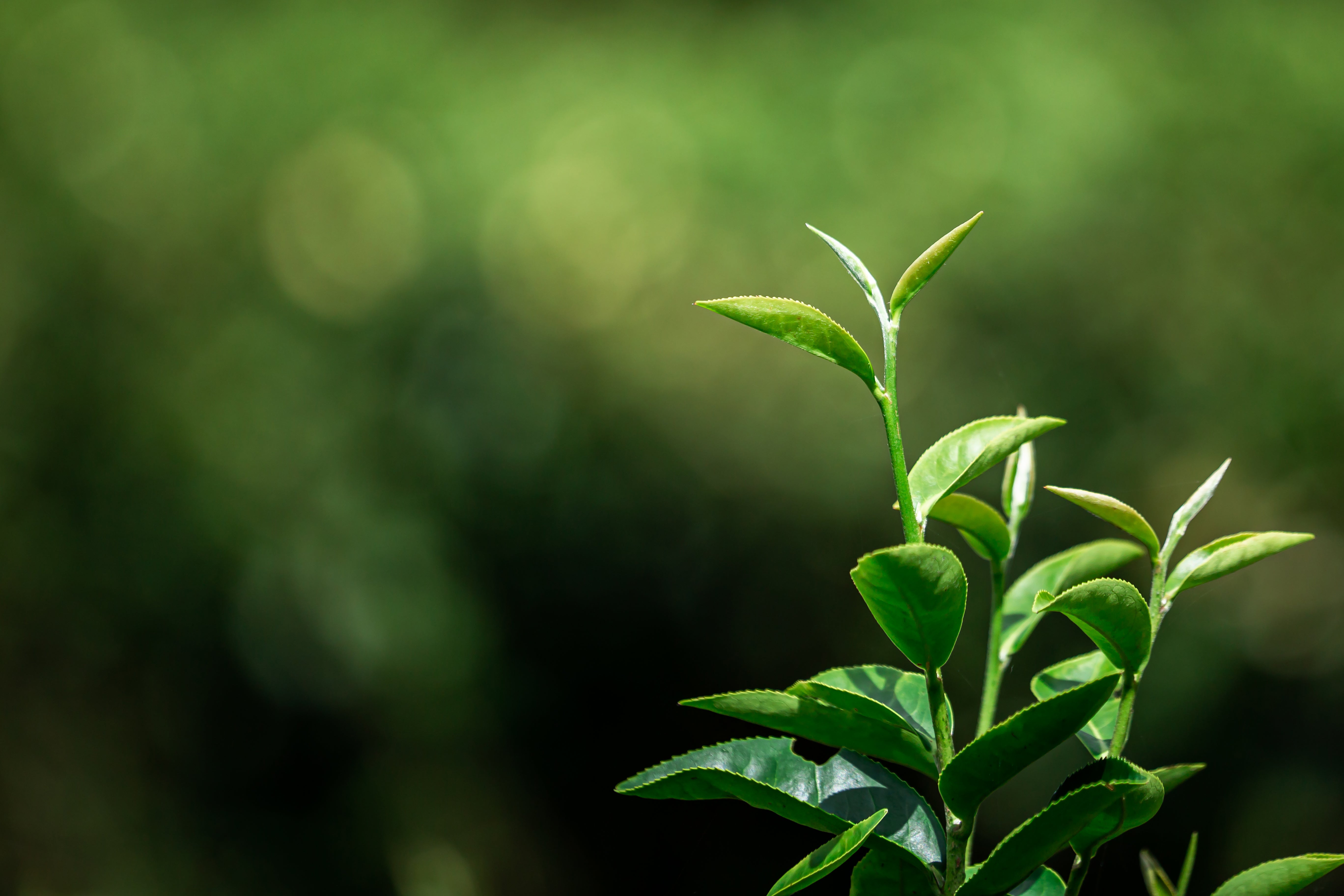 発酵が作る味の違い！お茶の種類を徹底解説